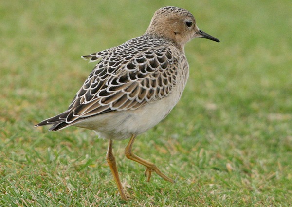 Buff-breasted Sandpiper