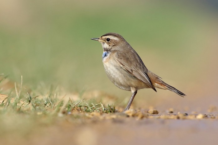 Bluethroat