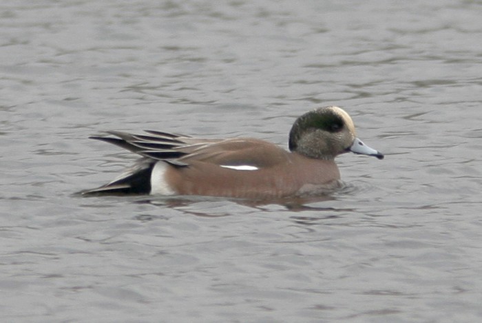American Wigeon