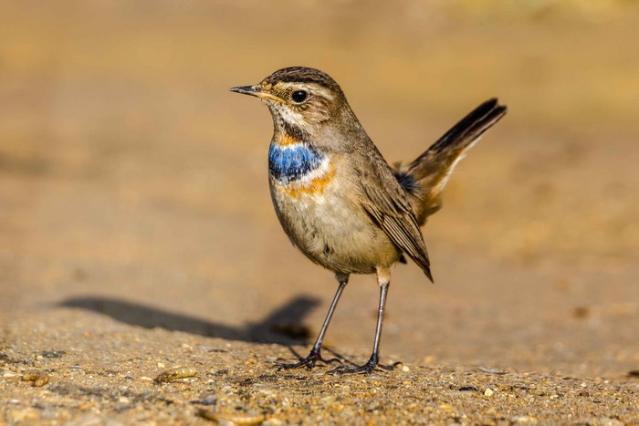Bluethroat