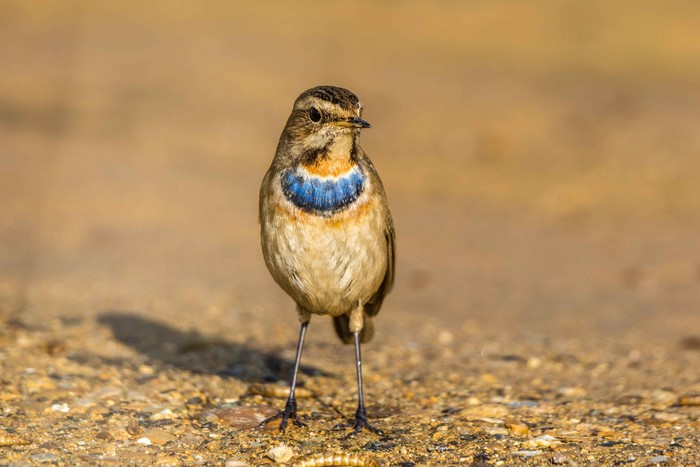 Bluethroat