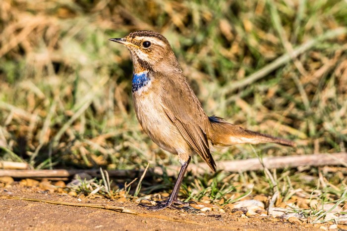 Bluethroat