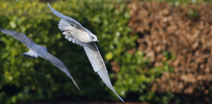 Iceland Gull