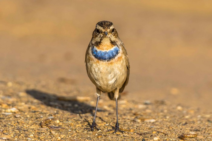 Bluethroat