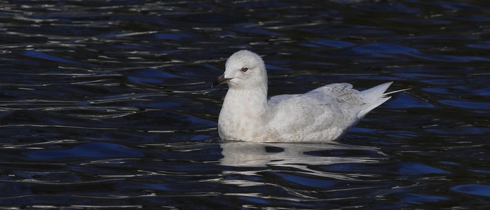 Iceland Gull