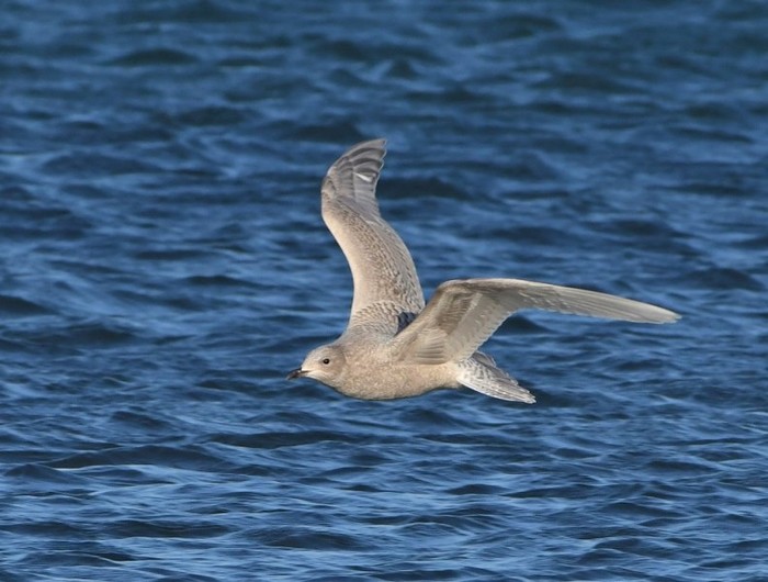 Kumlien's Gull