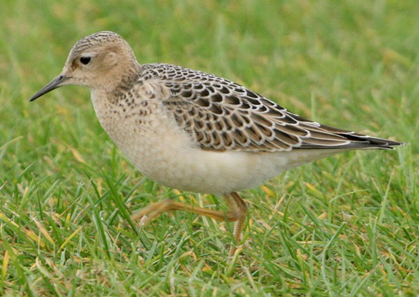 Buff-breasted Sandpiper
