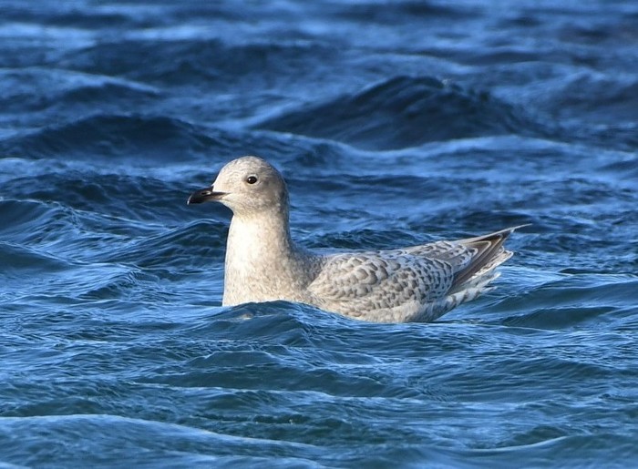 Kumlien's Gull