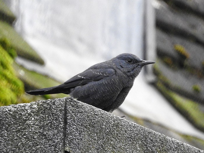 Blue Rock Thrush