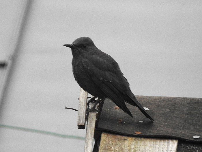 Blue Rock Thrush