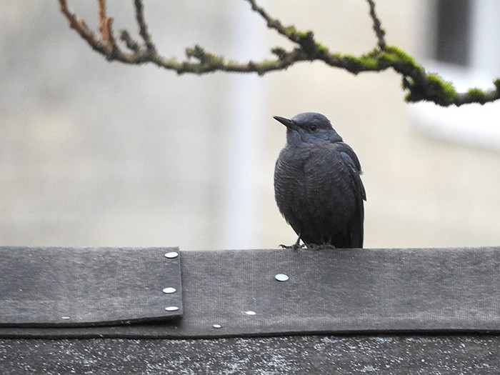 Blue Rock Thrush