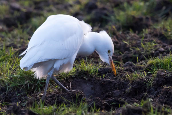 Cattle Egret