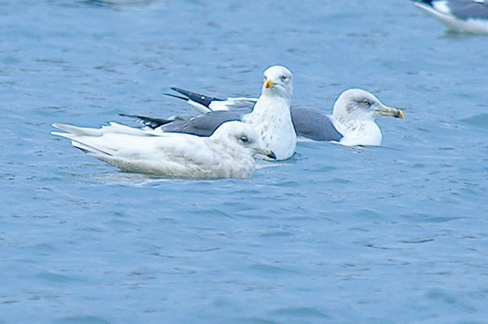 Iceland Gull