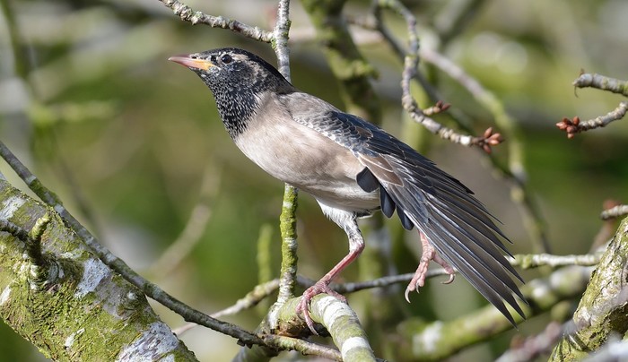 Rose-coloured Starling