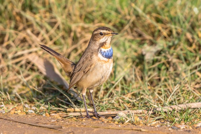 Bluethroat