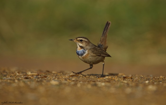 Bluethroat