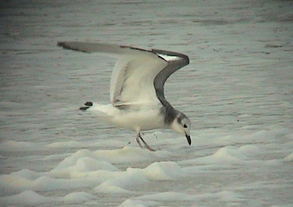 Sabine's Gull