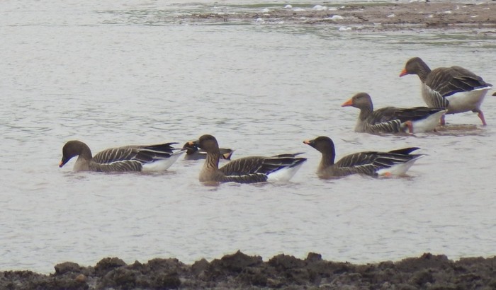 Bean Goose