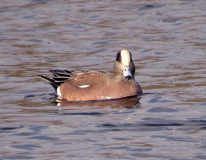 American Wigeon