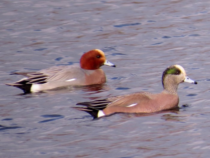 American Wigeon