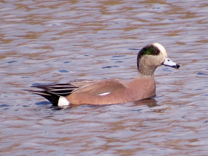 American Wigeon