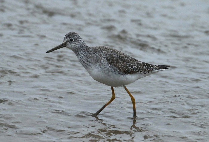 Lesser Yellowlegs