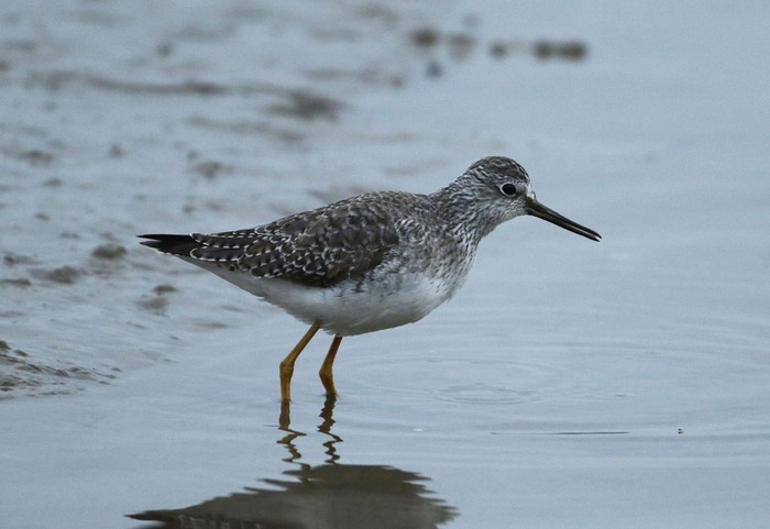 Lesser Yellowlegs