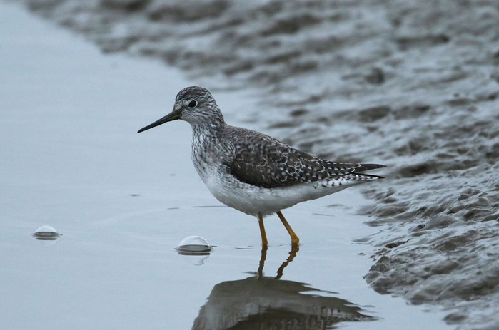 Lesser Yellowlegs