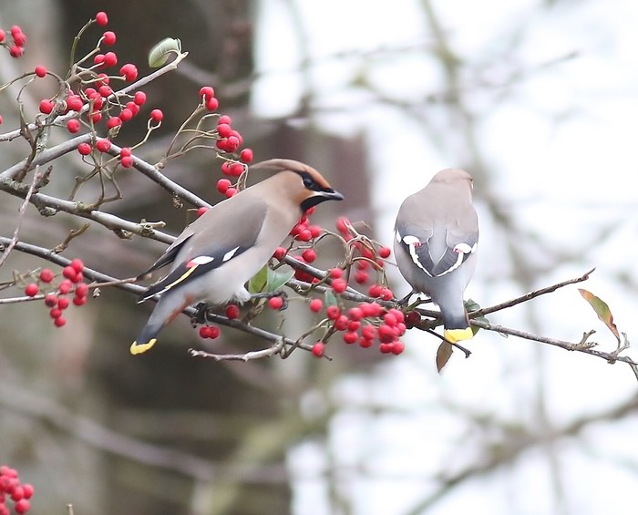Waxwing