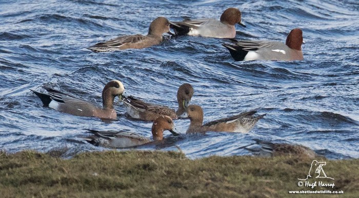 American x Eurasian Wigeon