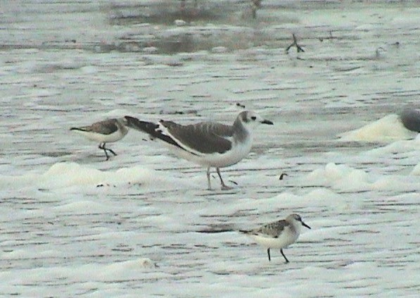 Sabine's Gull