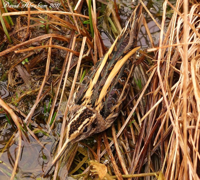 Jack Snipe