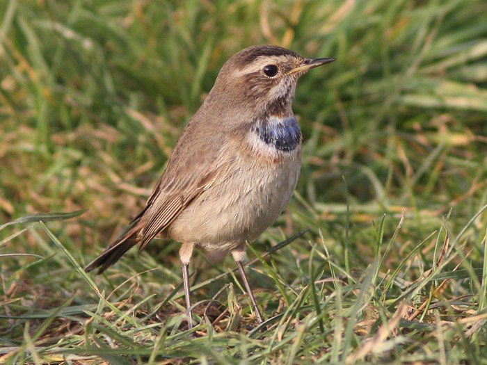 Bluethroat