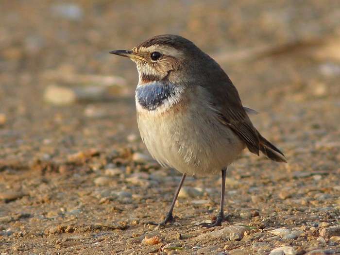 Bluethroat