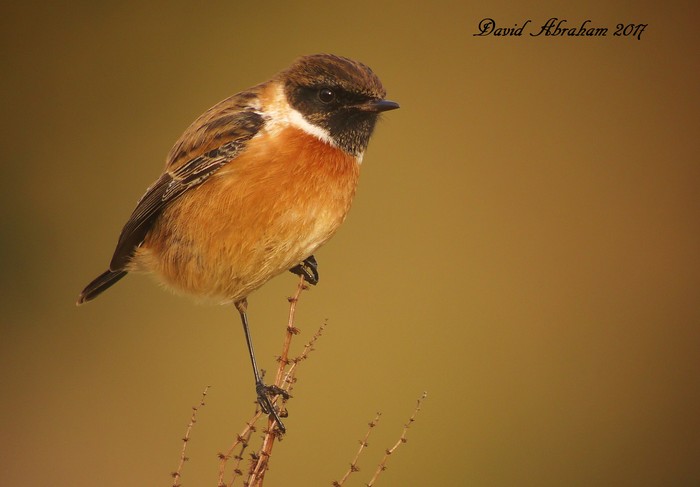 Stonechat