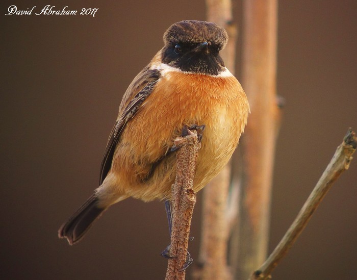 Stonechat