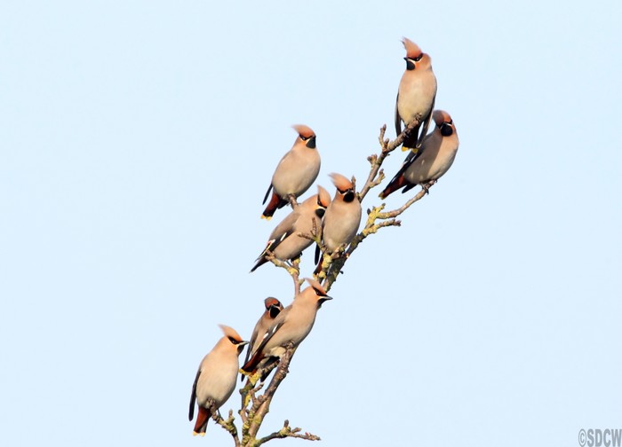Waxwing