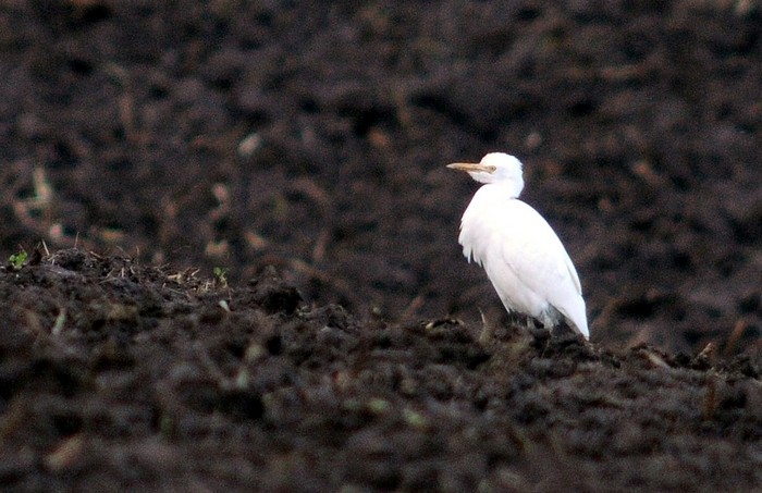 Cattle Egret