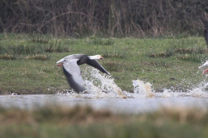 Lesser Snow Goose