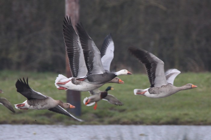 Lesser Snow Goose