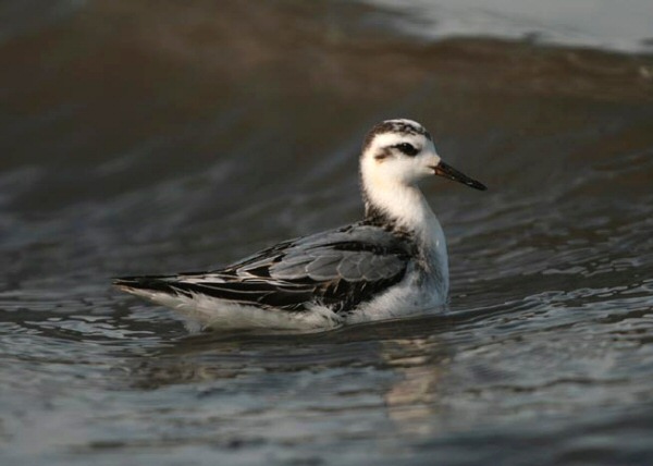 Grey Phalarope