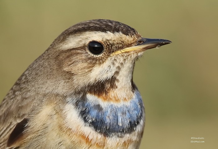 Bluethroat