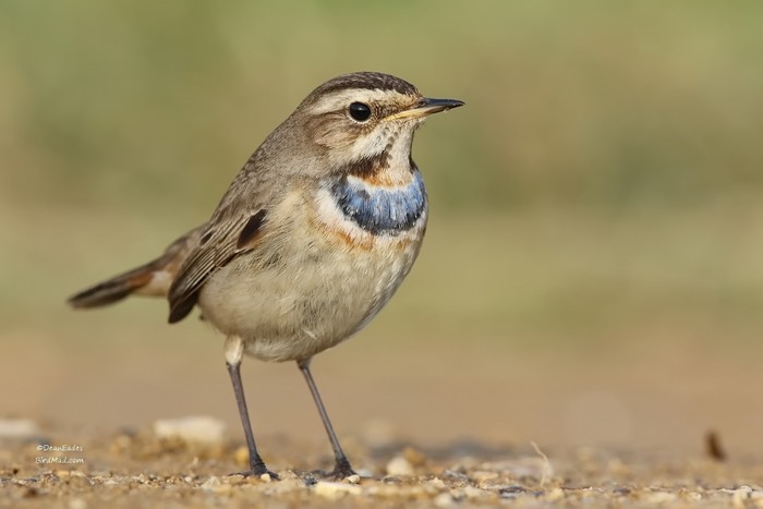 Bluethroat