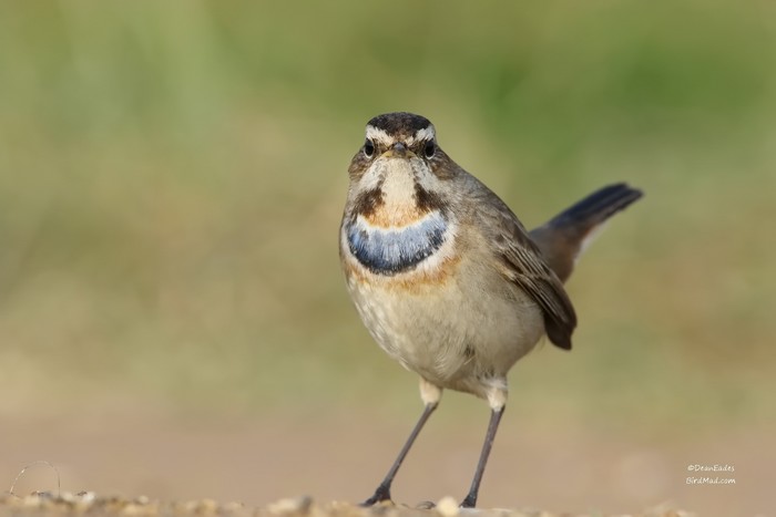 Bluethroat