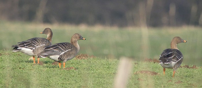 Tundra Bean Goose