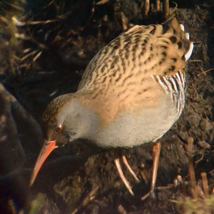 Water Rail