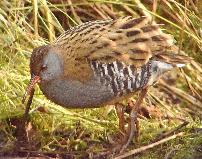 Water Rail