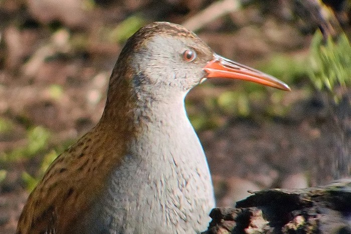 Water Rail