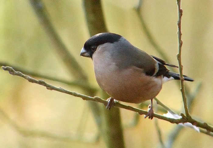 Bullfinch