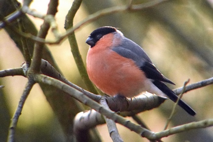 Bullfinch